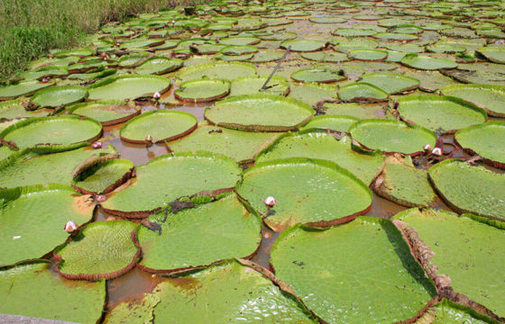 Vitoria Regia 02
