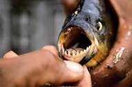 Close-up of a piranha showing its sharp teeth during a fishing experience in the Amazon rainforest. 