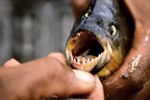 Close-up of a piranha showing its sharp teeth during a fishing experience in the Amazon rainforest. 