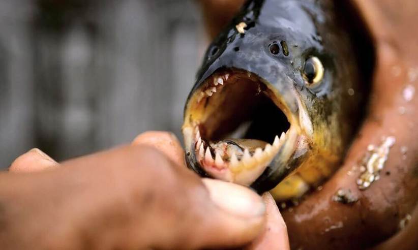 Close-up of a piranha showing its sharp teeth during a fishing experience in the Amazon rainforest. 
