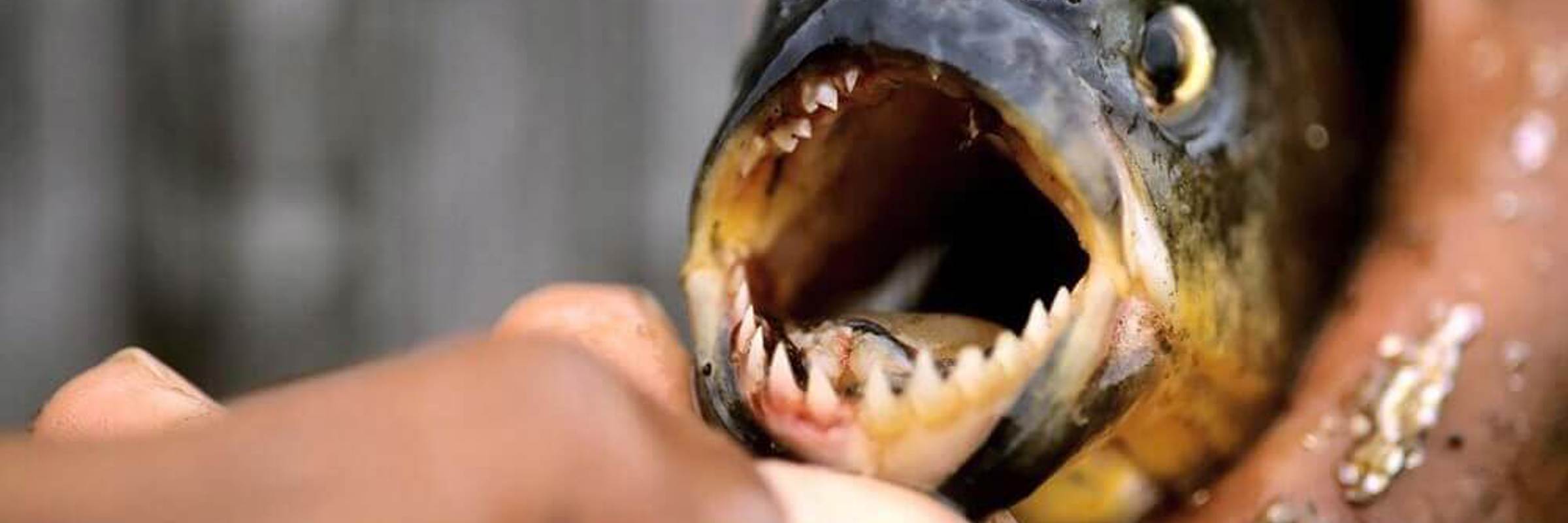 Close-up of a piranha showing its sharp teeth during a fishing experience in the Amazon rainforest. 