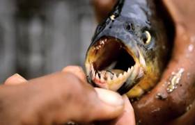 Piranha teeth