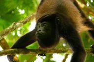 Howlermonkey 1000X667