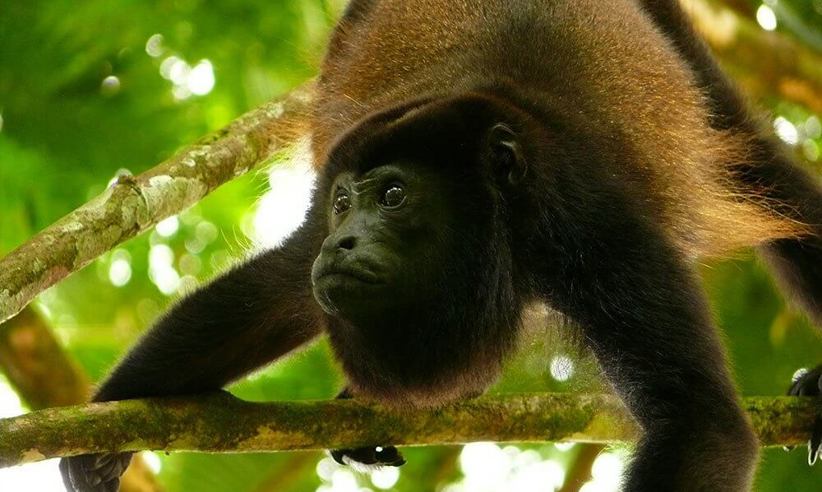 Howlermonkey 1000X667