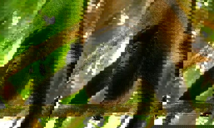 Howlermonkey 1000X667