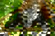 Howlermonkey 1000X667