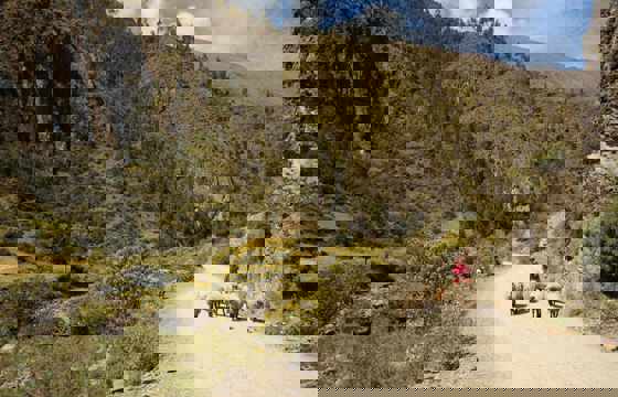 Shepherd on remote mountain road