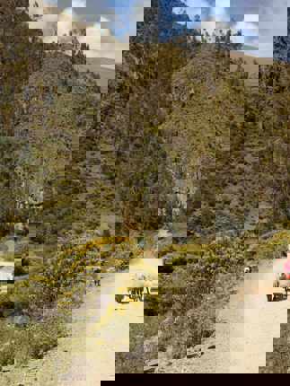 Local woman herding sheep along a mountain road in Patacancha, part of rural life in Peru's Sacred Valley. 