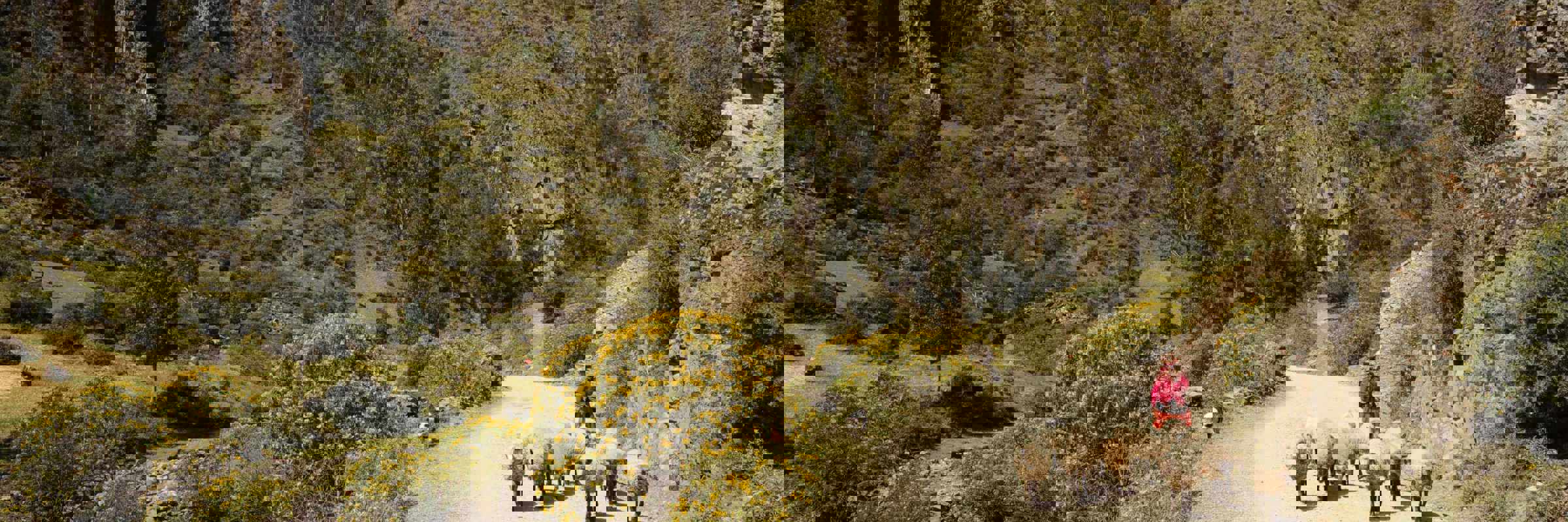 Shepherd on remote mountain road