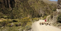 Shepherd on remote mountain road