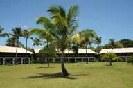 PDF Building Palmtree Lawn