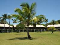 PDF Building Palmtree Lawn