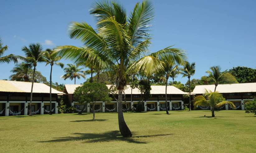 PDF Building Palmtree Lawn