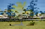 PDF Building Palmtree Lawn