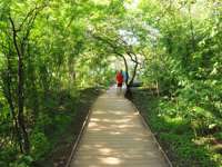 Wooden pathway through lush green jungle in Fernando de Noronha with two people walking ahead. 