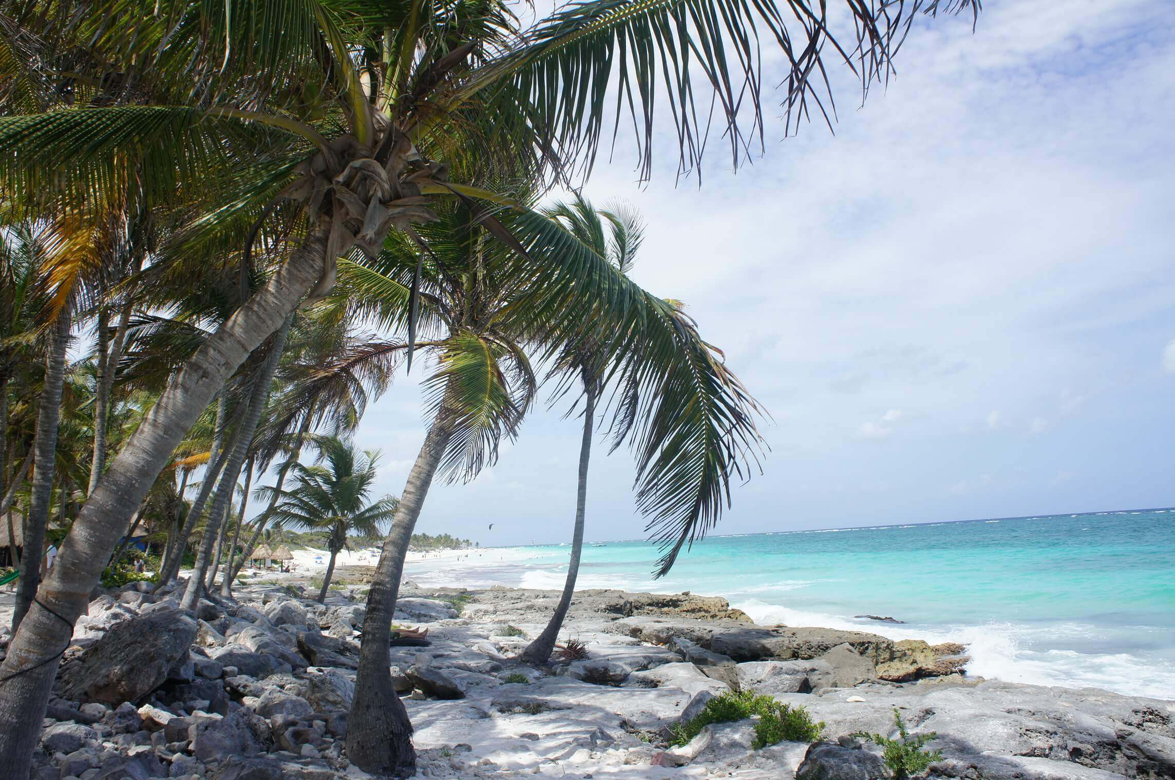 Coastal palm trees overlooking rocky shore and turquoise Caribbean Sea along the Riviera Maya, Mexico. 