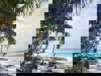 Coast Palm Trees
