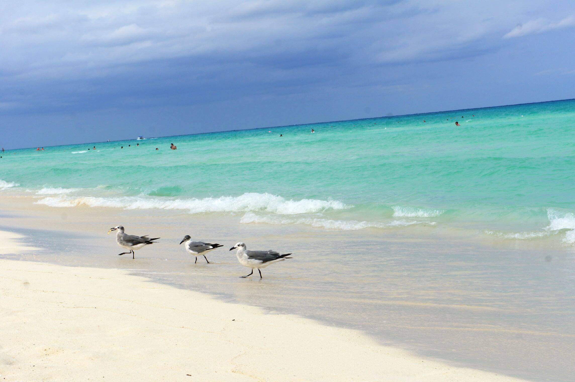 Seagulls walking along the white sand beach with turquoise Caribbean waters and stormy sky in the Riviera Maya, Mexico. 