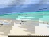 Birds on the sand