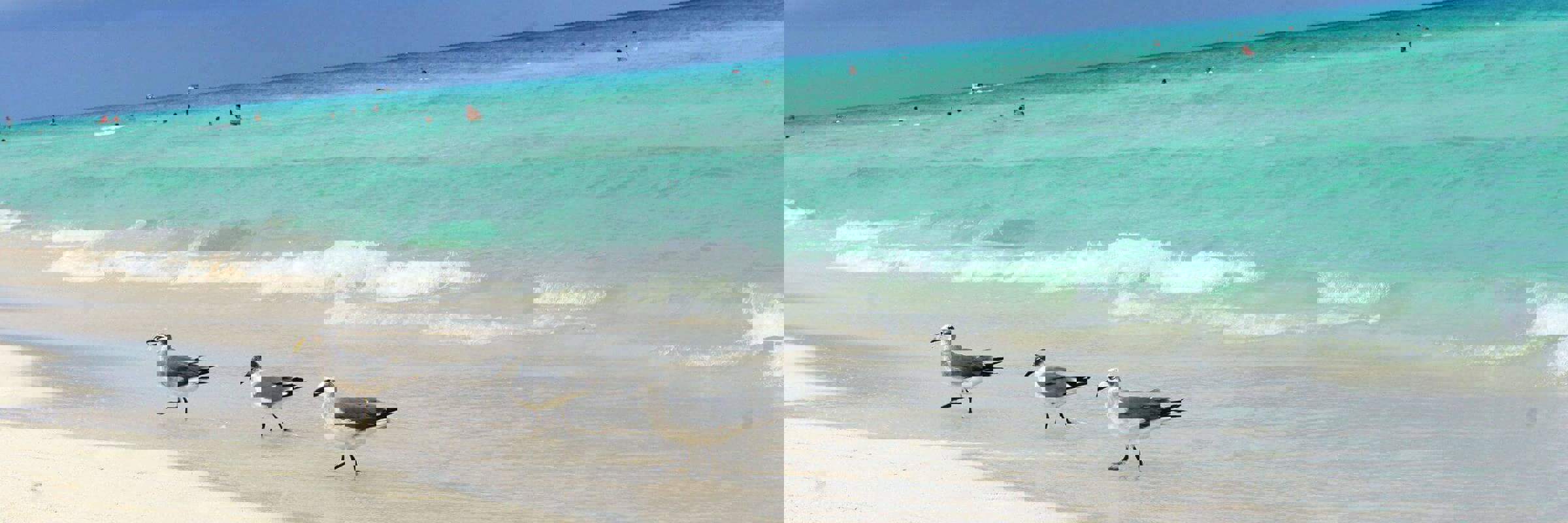 Birds on the sand