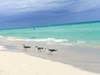 Birds on the sand