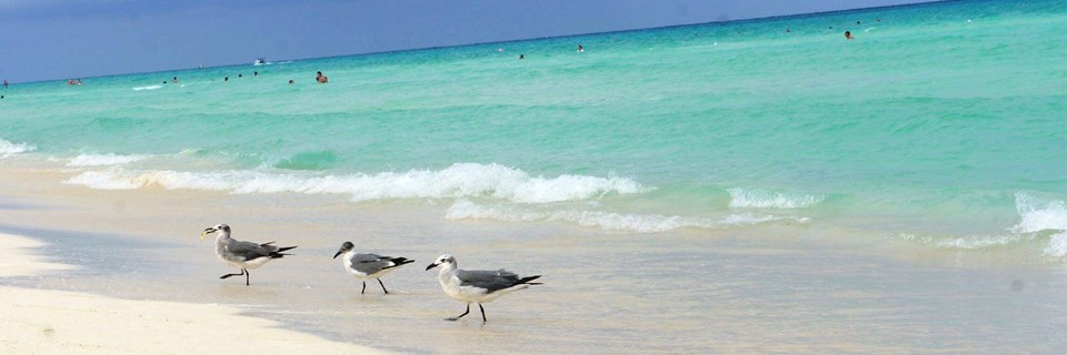 Birds on the sand