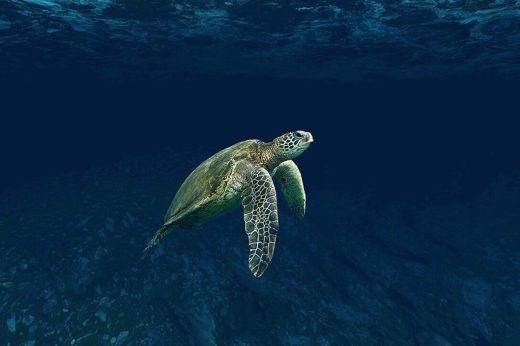 Belize Tortue