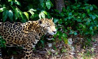Jaguar dans la jungle tropicale du Belize