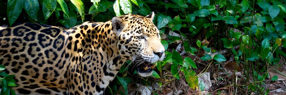 Jaguar dans la jungle tropicale du Belize