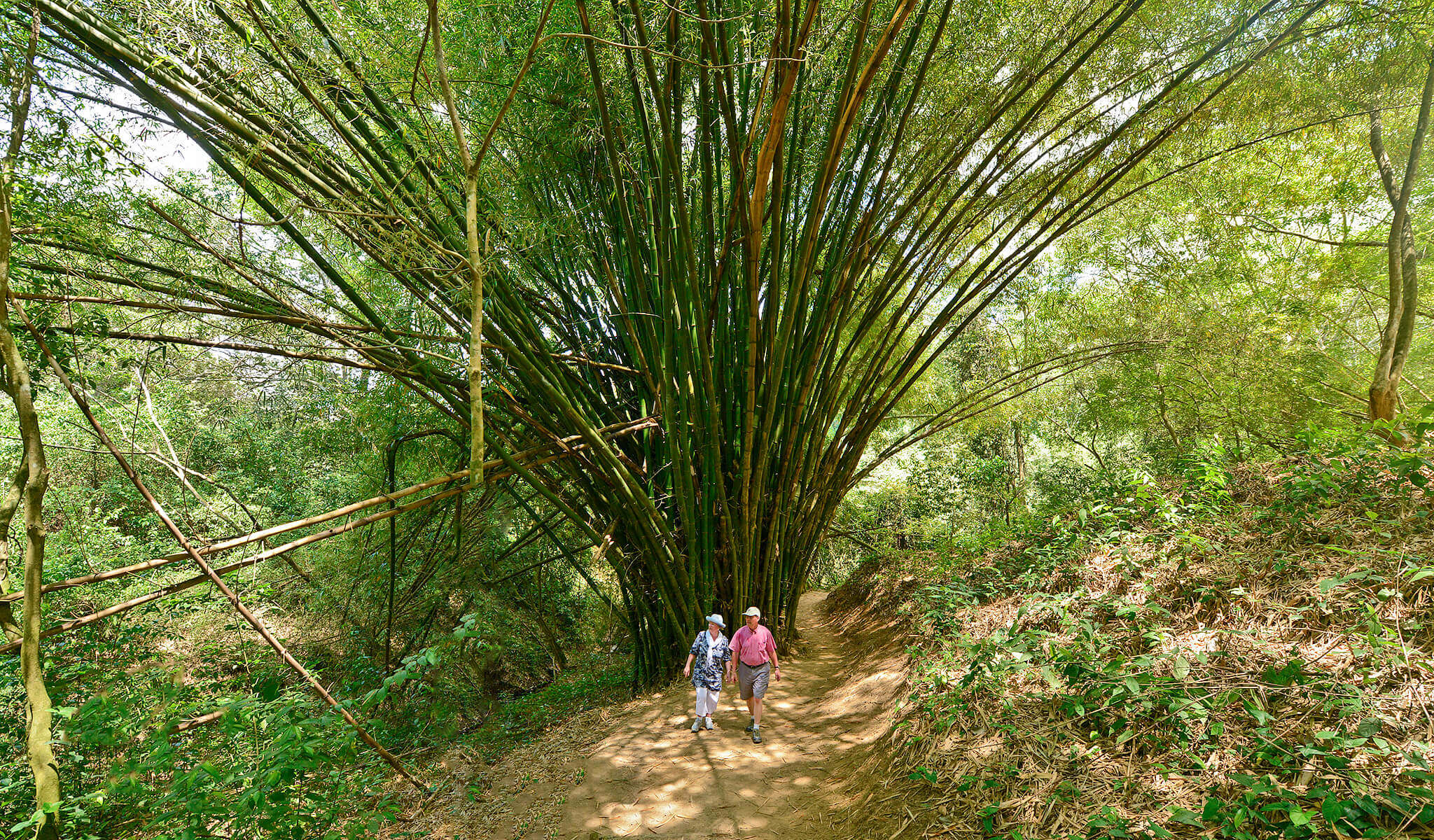 Forest walks