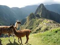 Two llamas graze peacefully on Machu Picchu's grassy slopes, with the ancient citadel behind them. 