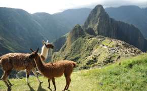 Two llamas graze peacefully on Machu Picchu's grassy slopes, with the ancient citadel behind them. 