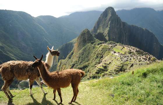 Two llamas graze peacefully on Machu Picchu's grassy slopes, with the ancient citadel behind them. 