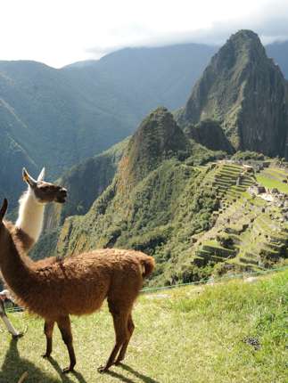 Two llamas graze peacefully on Machu Picchu's grassy slopes, with the ancient citadel behind them. 