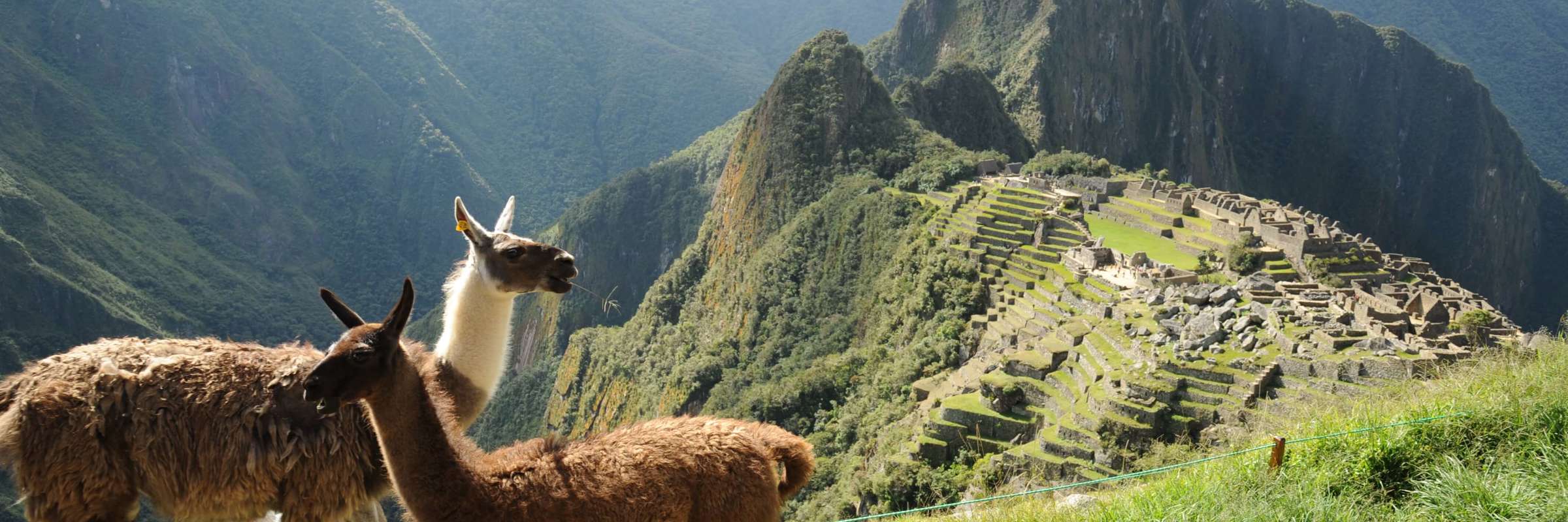 Two llamas graze peacefully on Machu Picchu's grassy slopes, with the ancient citadel behind them. 
