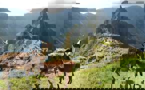 Llamas at Machu Picchu