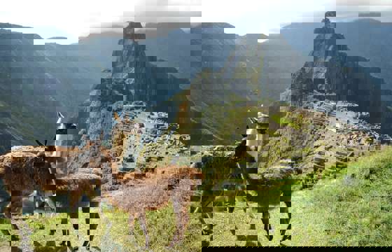 Llamas at Machu Picchu