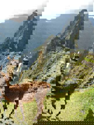 Llamas at Machu Picchu