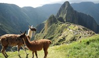 Llamas at Machu Picchu