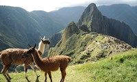 Machu Picchu & Lamas 