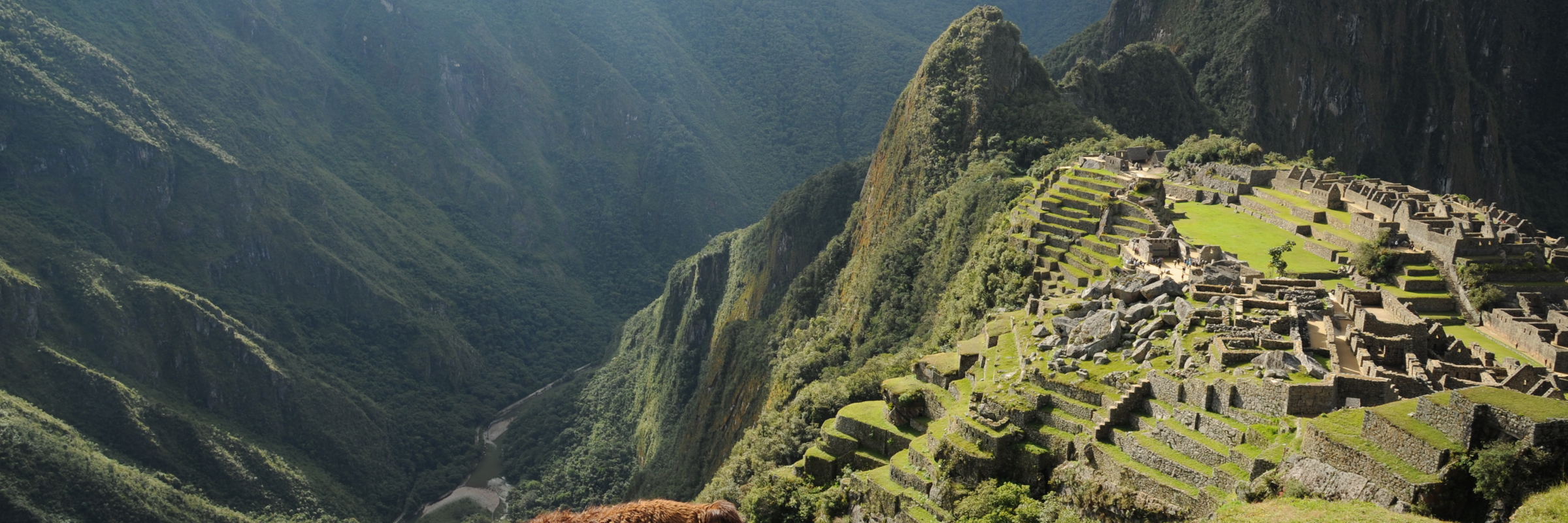 A llama grazes near the ancient ruins of Machu Picchu in Peru's Andes mountains. 