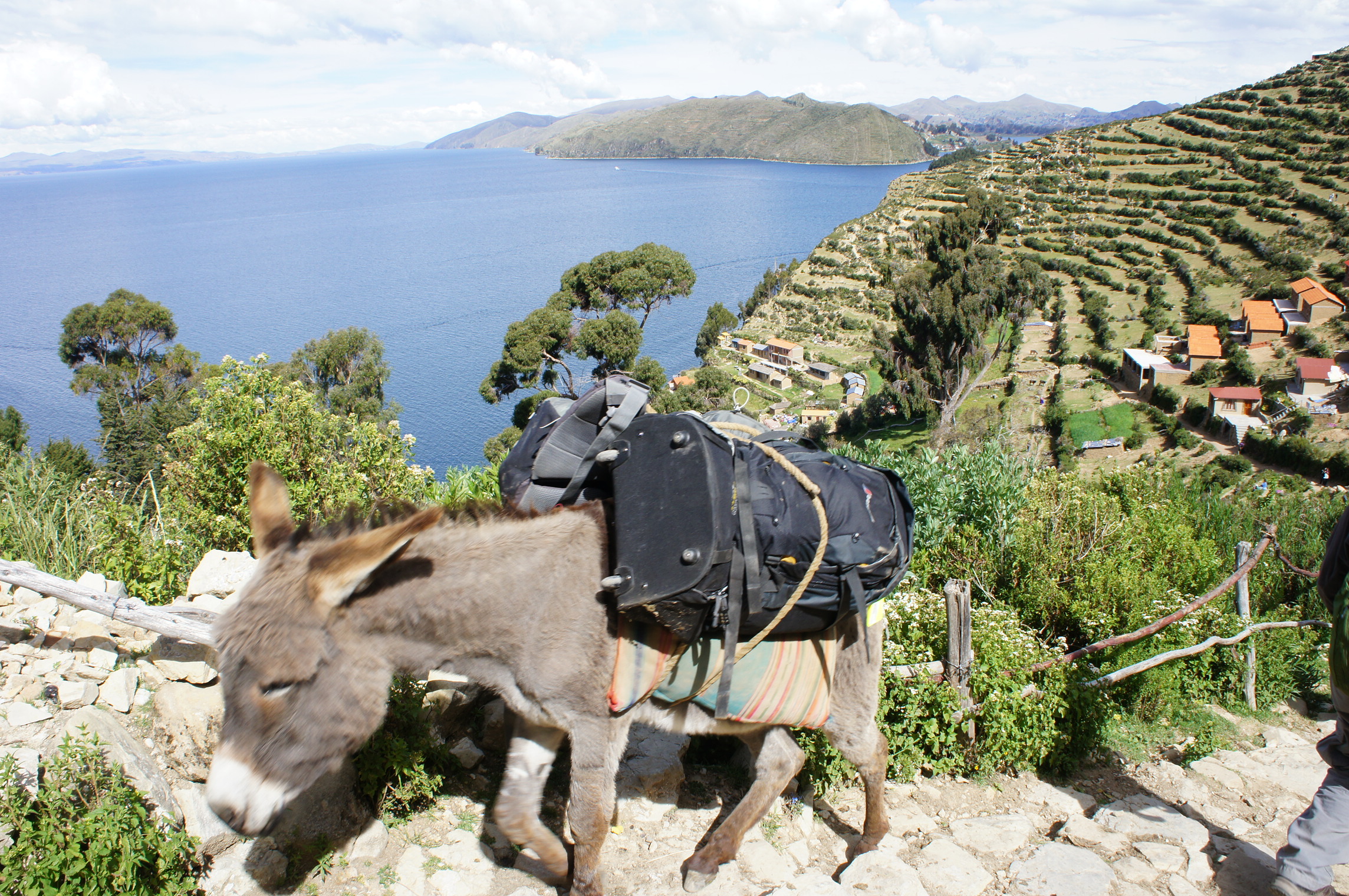 Bolivia Rita Donkey Rita