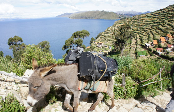 Bolivia Rita Donkey Rita
