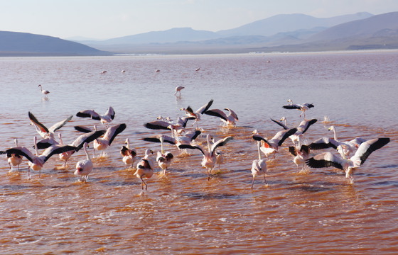 Bolivia Rita DSC05532