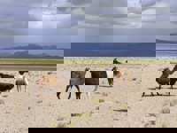 Llamas in the Altiplano