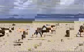 Llamas in the Altiplano