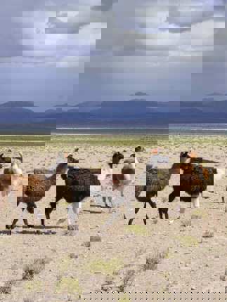Llamas in the Altiplano