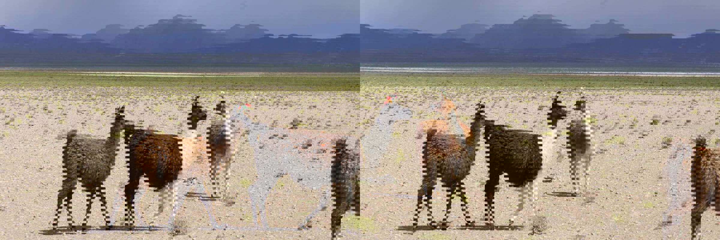 South America - Bolivia, llamas roam across the remote Altiplano with distant Andes mountains on the horizon. 
