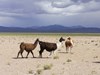 Llamas in the Altiplano