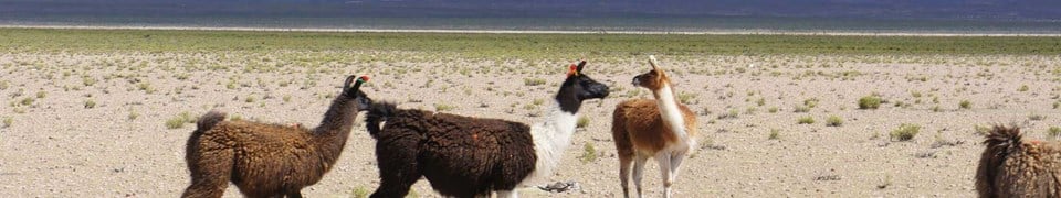 Llamas in the Altiplano